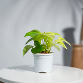 Money Plant Golden